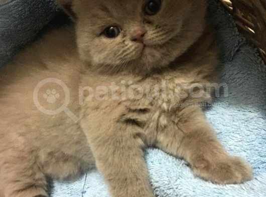 1.5 Aylık Erkek British Longhair