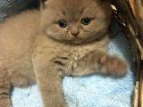 1.5 Aylık Erkek British Longhair