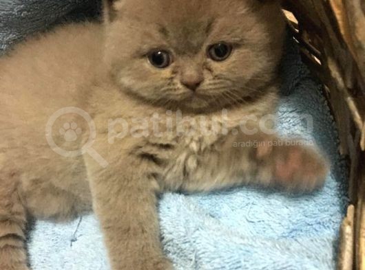 1.5 Aylık Erkek British Longhair görsel