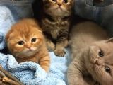 1.5 Aylık Erkek British Shorthair