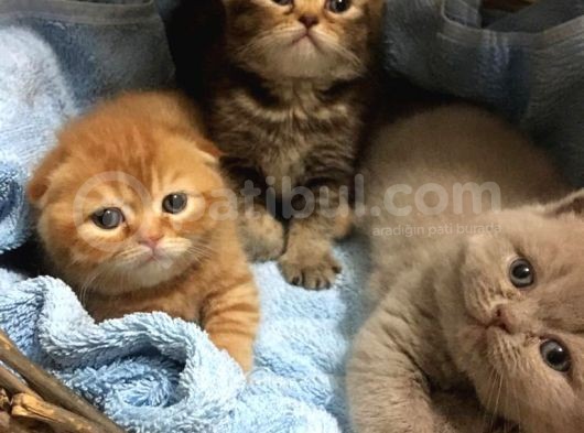 1.5 Aylık Erkek British Shorthair görsel
