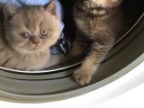 1.5 Aylık Erkek British Shorthair