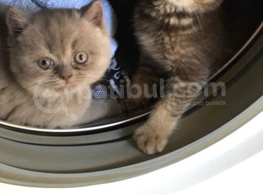 1.5 Aylık Erkek British Shorthair görsel