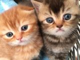 1.5 Aylık Erkek British Shorthair