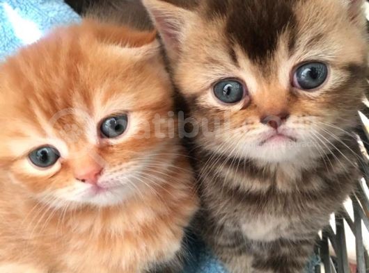 1.5 Aylık Erkek British Shorthair görsel