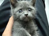 British Shorthair Yavrularım Yeni Yuvasını Arıyor