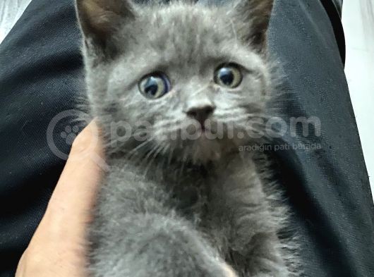 British Shorthair Yavrularım Yeni Yuvasını Arıyor görsel
