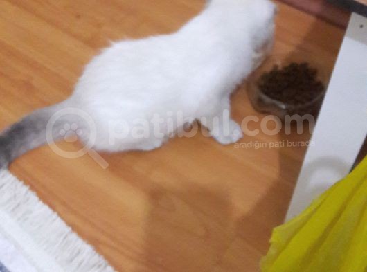 Buz Mavisi Gözlü Hera görsel