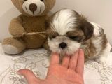 Irk Ve Sağlık Garantili Shihtzu Bebeklerim