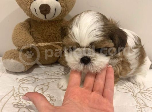Irk Ve Sağlık Garantili Shihtzu Bebeklerim