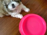 Irk Ve Sağlık Garantili Shihtzu Bebeklerim