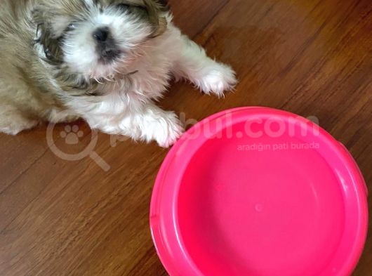 Irk Ve Sağlık Garantili Shihtzu Bebeklerim görsel