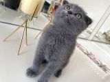 Scottish Fold 2 Aylık Yavrular Ilk Veterinet Mua Sağlıklı Geçtiler