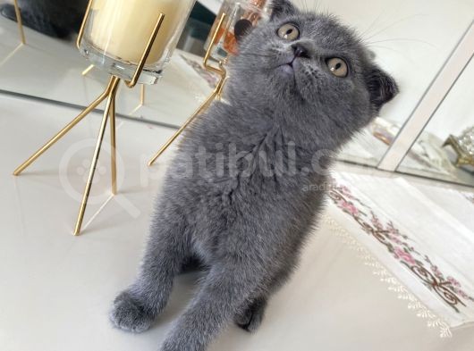 Scottish Fold 2 Aylık Yavrular Ilk Veterinet Mua Sağlıklı Geçtiler görsel