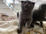 Scottish Fold 2 Aylık Yavrular Ilk Veterinet Mua Sağlıklı Geçtiler