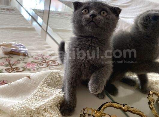 Scottish Fold 2 Aylık Yavrular Ilk Veterinet Mua Sağlıklı Geçtiler görsel