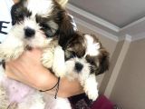 Irk Ve Sağlık Garantili Shihtzu Bebeklerim