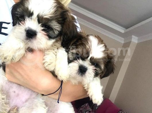 Irk Ve Sağlık Garantili Shihtzu Bebeklerim görsel