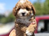 Show Kalite Maltipoo Bebekler