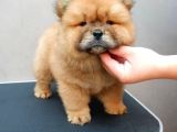 Dünyalar Tatlisi Chow Chow Kizimiz