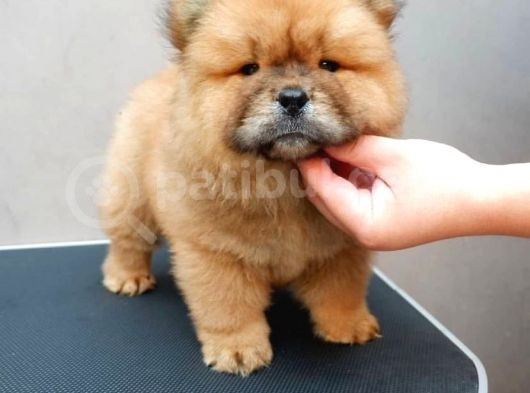 Dünyalar Tatlisi Chow Chow Kizimiz görsel