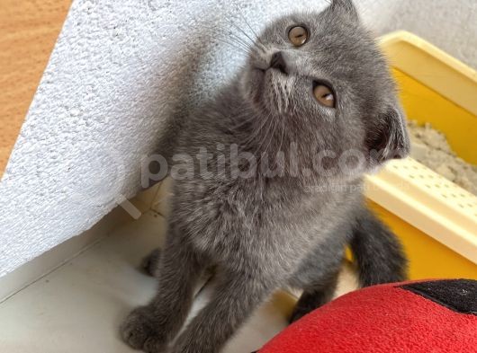 Scottish Fold 2 Aylık Yavrular Ilk Veterinet Mua Sağlıklı Geçtiler görsel