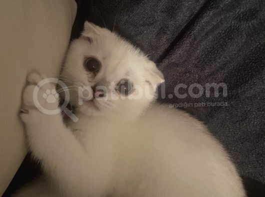 Prenses Küçük Kizima Yeni̇ Yuva görsel