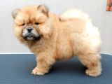 Dünyalar Tatlisi Chow Chow Kizimiz
