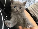 British Shorthair Yavrularım Yeni Yuvasını Arıyor