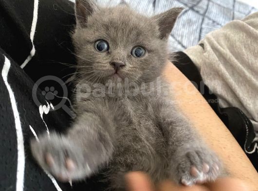 British Shorthair Yavrularım Yeni Yuvasını Arıyor görsel