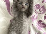 British Shorthair Yavrularım Yeni Yuvasını Arıyor