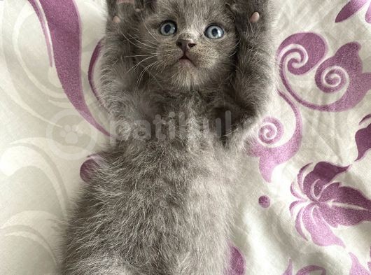 British Shorthair Yavrularım Yeni Yuvasını Arıyor