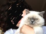 Kedi