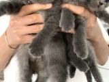 British Shorthair Yavrularım Yeni Yuvasını Arıyor
