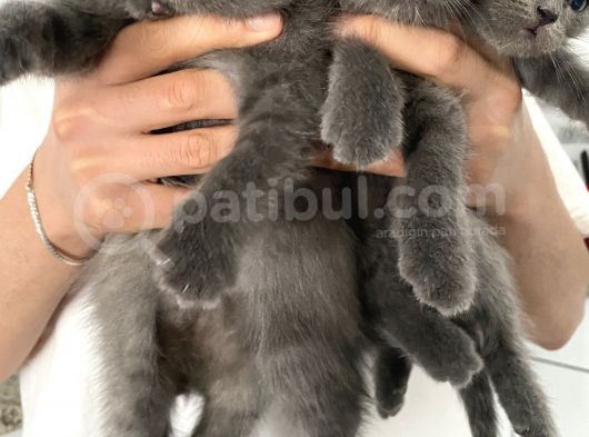 British Shorthair Yavrularım Yeni Yuvasını Arıyor görsel