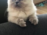 Kedi