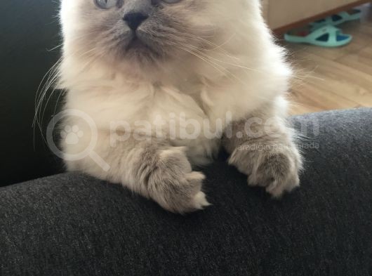 Kedi görsel