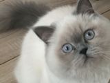 Kedi