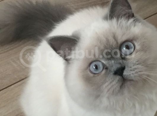 Kedi
