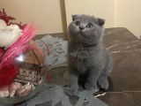 Scottish Fold 2 Aylık Yavrular Ilk Veterinet Mua Sağlıklı Geçtiler