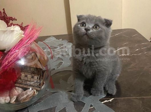 Scottish Fold 2 Aylık Yavrular Ilk Veterinet Mua Sağlıklı Geçtiler