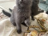 Scottish Fold 2 Aylık Yavrular Ilk Veterinet Mua Sağlıklı Geçtiler