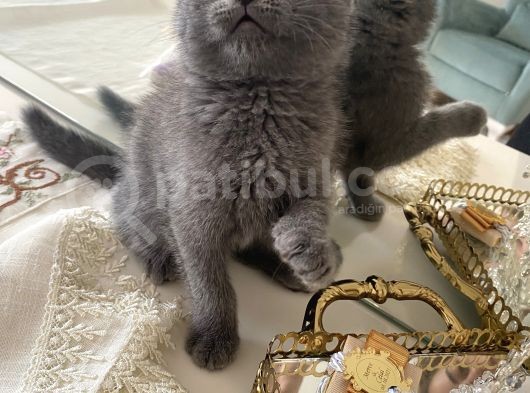 Scottish Fold 2 Aylık Yavrular Ilk Veterinet Mua Sağlıklı Geçtiler görsel