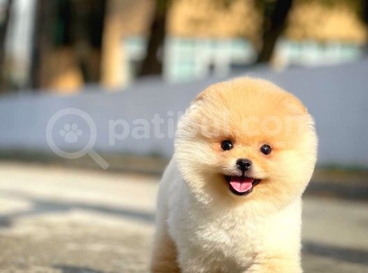 Ayı Surat Pomeranian Boo Yavrularımız