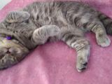 Paşamiza Bri̇ti̇sh Shorthai̇r Ve Scottish Fold Di̇şi̇ Eş Ariyoruz