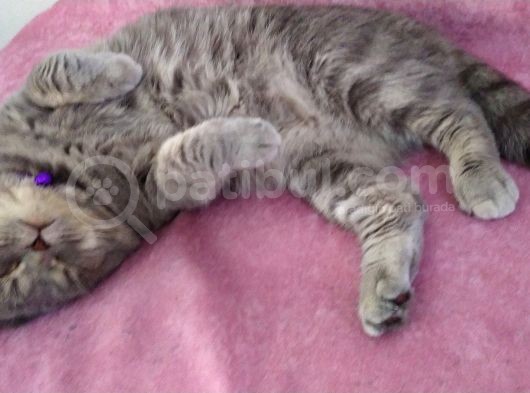 Paşamiza Bri̇ti̇sh Shorthai̇r Ve Scottish Fold Di̇şi̇ Eş Ariyoruz görsel