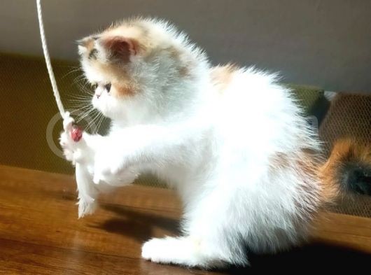 Exotic Shorthair Yavrularımızı Sahiplendirecegiz görsel