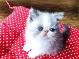 Exotic Shorthair Yavrularımızı Sahiplendirecegiz