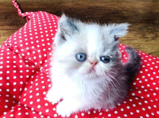 Exotic Shorthair Yavrularımızı Sahiplendirecegiz görsel