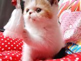 Exotic Shorthair Yavrularımızı Sahiplendirecegiz